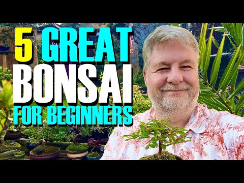 5 BEST Bonsai Trees for Beginners