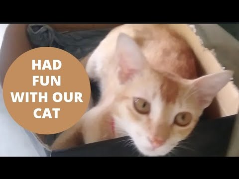 What's your cat saying 👈 Best treats for cats? French Fries!!!!