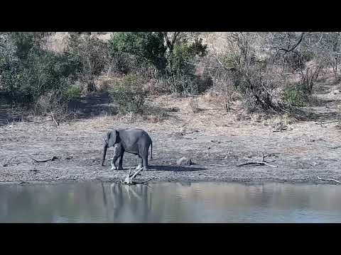 Djuma: Elephants drink at dam then some wallowing in the mud - 15:21 - 08/31/21