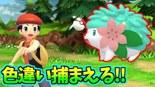 【ポケモンBDSP】シェイミ色違い出すまで耐久するぞ【ダイパリメイク】