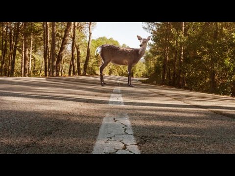 Funds being raised for wildlife crossings on US 20 between Bend, Suttle Lake