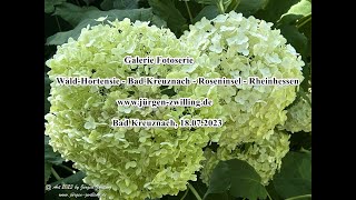 Galerie Fotoserie Wald Hortensie Bad Kreuznach Roseninsel Rheinhessen