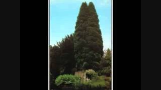 John Foxx - Europe After The Rain (With Lyrics and Song Meaning)