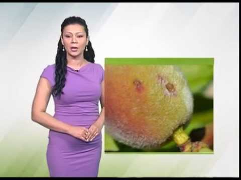 Zelena prognoza 26.5.2014. - Stanje u zasadima breskve