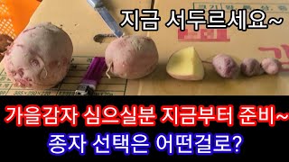 감을 홍감자 심으실분 지금부터 준비~ 씨감자 종자선택 및 발아율 높이기  귀농귀촌,주말농장,텃밭