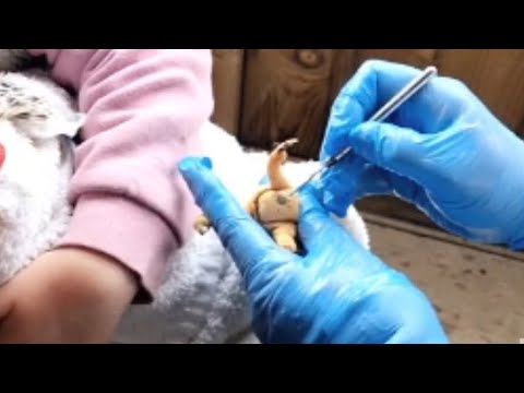 Bumblefoot Treatment