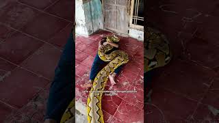 Download lagu Ular raksasa dari subang mp3