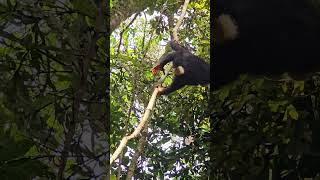 Chimp Trekking in Uganda #uganda #chimpanzee  #africa #shorts