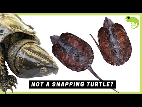 All 14 Families of Turtles & How They Are Related