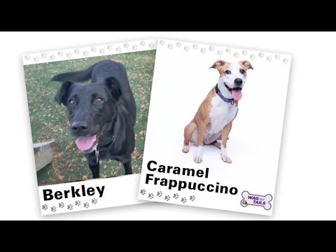 WAGNER TAILS: Berkley and Caramel Frappuccino - YouTube