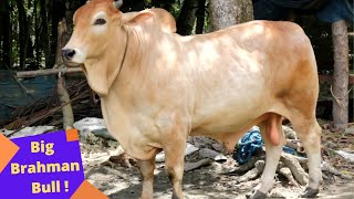 আকর্ষণীয় এই ব্রাহামা ক্রস ব্রীড এর গরুটি বিক্রি হবে