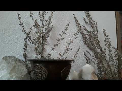 Räucherkräuter "Der Beifuss"