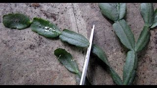 How To Propagate Christmas Cactus Cuttings! SIMPLE AND EASY!