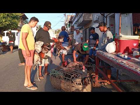 SÁBADO NA FEIRA DÁS GALINHAS CAIPIRA LIMOEIRO PERNAMBUCO: HOJE 24 DE OUTUBRO DE 2026