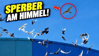 🕊️ Tauben im Freiflug – plötzlich taucht der Sperber am Himmel auf!🦅