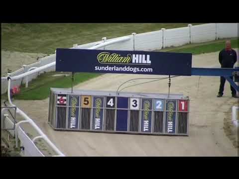 Bubbly Turbo Coming 2nd In a photo Finish In Trap 5 In HTB Electrical Trophy Race At Sunderland. Xxx