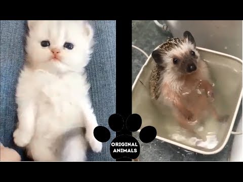 Original Animals #10. CUTE AND FUNNY ANIMALS VIDEO/ МИЛЫЕ И СМЕШНЫЕ ЖИВОТНЫЕ.