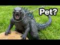 I Got A Pet Godzilla