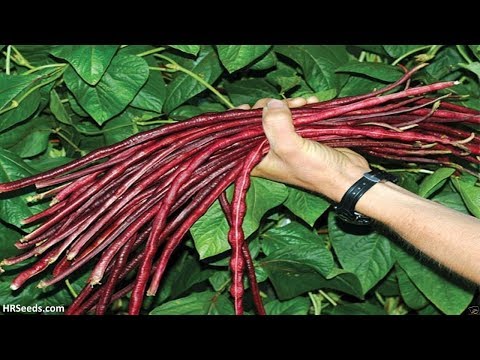 ⟹ Red Noodle Yard Long Bean | Vigna sesquipedalis | Bean Review