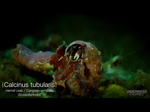 Calcinus tubularis