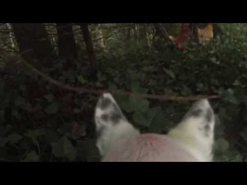 Olga's first chicken rousting