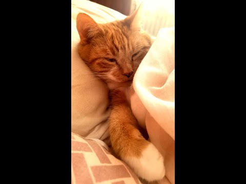 #Shorts Cat Laying In Bed Like A Human | Cat Under Covers