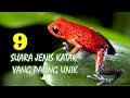 9 Suara Jenis Katak Yang Paling Unik