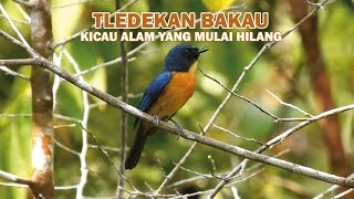 Download lagu Kicau Merdu Tledekan Bakau di Alam Liar. mp3