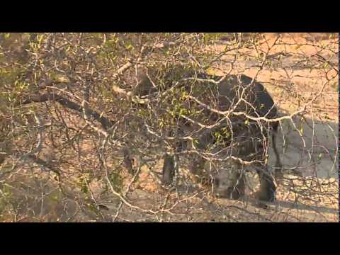 Elephant scream Wildearth Safari Live 8-14-15