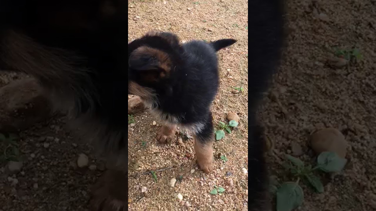 Watch Camada Pastor Alemán (El Rincón del Gejo) Now Camada Pastor Alemán (El Rincón del Gejo)