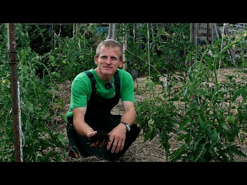 Mélymulcsos kertművelés - KisKertÉsz - 2022. 08. 03.