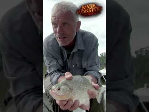 Piranha Bites Through Steel! | #Shorts | PIRANHA |  River Monsters