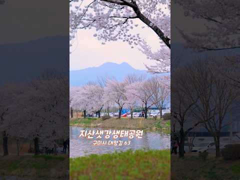 또!! 봄이야!! 내 최애 장소는! 여기 여러분의 최애 장소는? #구미 #벚꽃명소 #벚꽃엔딩 #꽃 #봄