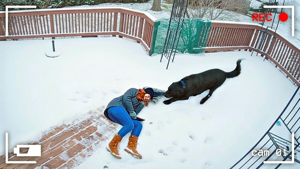ما فعلته هذه الحيوانات أماما الكاميرا أدهش الجميع!