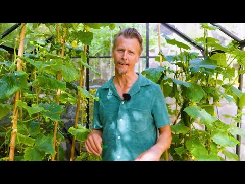 Kökets trädgård del 13 - Odla gurka - Köket