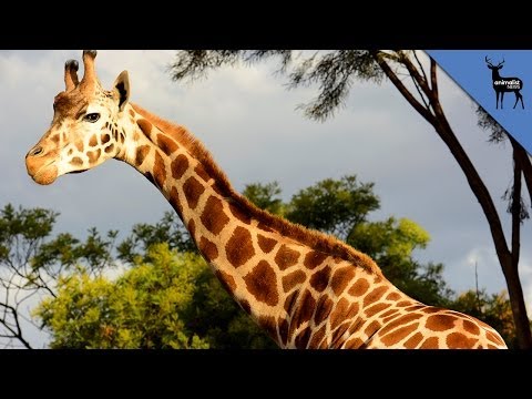 image-Why does a giraffe sweat in some circumstances?