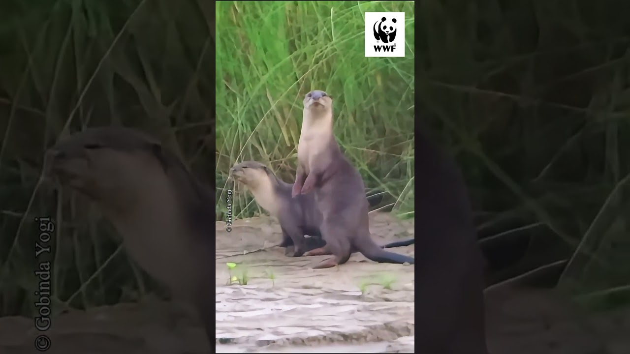 Zoom into Nepal's wildlife!