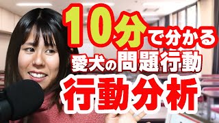 愛犬の行動を深く知る！愛犬の最高のトレーナーになろう！犬のしつけ方。犬の行動