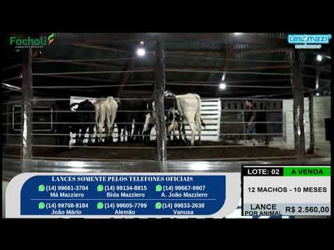 Leilão Leilomazi - Dois Córregos (10/12/2025)  ok