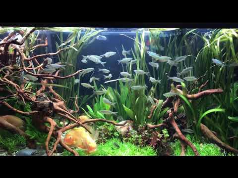 Segrest Farms tank at AE 2018