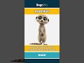 meerkat - a small animal that stands ... video thumbnail