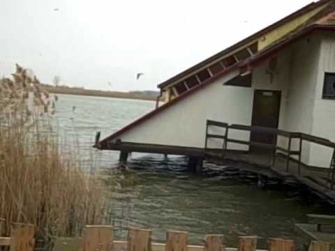 Colonie lilieci si han pescaresc la CEFA (BIHOR) The largest bat colony