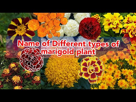 name of different types of marigold flowers, various mTypes of Marigolds to Brighten Up Your Garden,