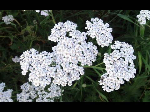 Lulja që shëron çdo sëmundje,gjendet me shumicë në viset shqiptare