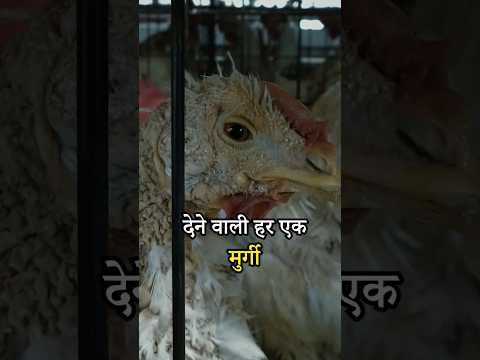 Dark reality of eggs - battery cages