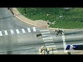 Cowboy Wrangles Loose Cow On Busy Oklahoma City Highway
