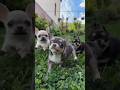 TINY APPLE HEAD CHIHUAHUA } SCOOBY KENNEL } 8860296373 } #chihuahua #chihuahuapuppy #dog #puppy