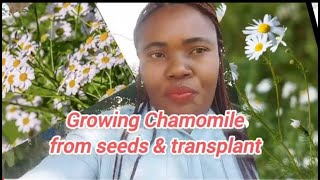 How to grow 100% CHAMOMILE seeds germination & transplanting|| sleepy-time tea|Matricaria chamomilla