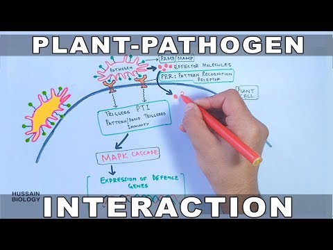 Plant Pathogen Interaction | Signalling