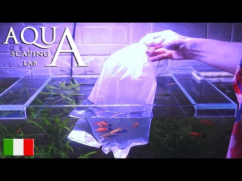 Aquascaping Lab - Inserimento nuovi pesci in acquario o cambio vasca, acclimatazione e ambientamento